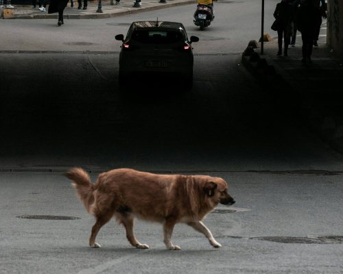 Atropelamentos: como funciona o protocolo de emergência, clínica veterinária 24h