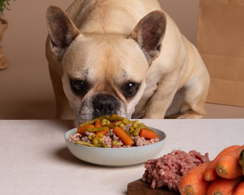 Posso dar comida caseira para o meu cachorro? clínica veterinária 24h