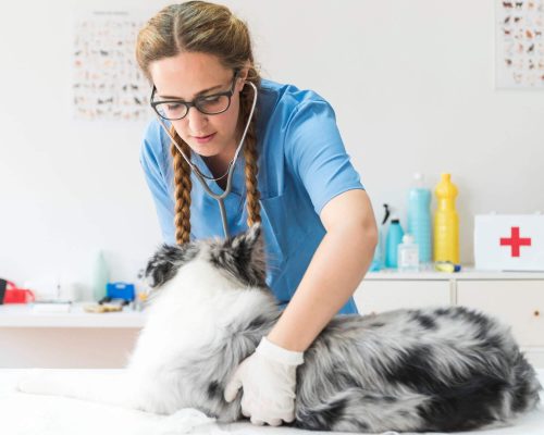 Convulsão em cães: papel da clínica veterinária 24h, clínica veterinária 24h