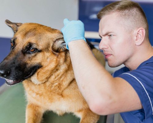 Coceira crônica: quando só especialista resolve, clínica veterinária 24h