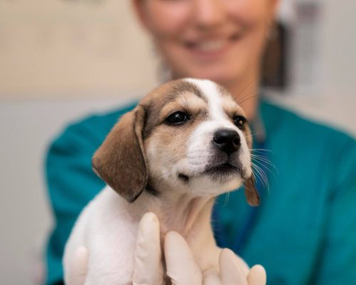Principais diferenças entre veterinário de horário normal e veterinário 24h, clínica veterinária 24h