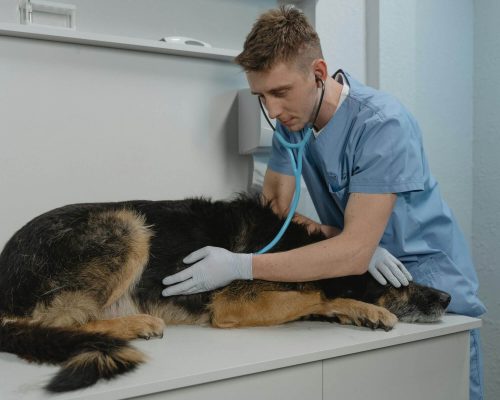 Quais doenças mais chegam no veterinário 24h? clínica veterinária 24h