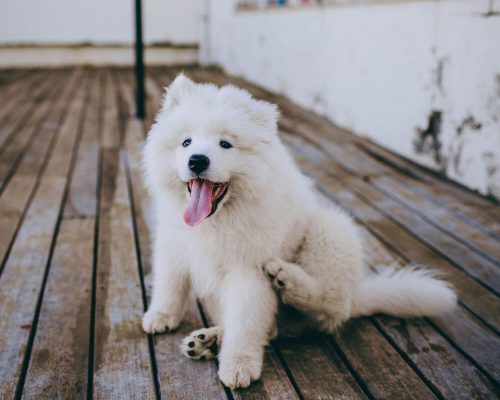 Por que o cachorro arranca os próprios pelos? clínica veterinária 24h