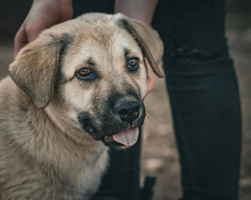 Meu cachorro está com ferida que não cicatriza: o que pode ser? clínica veterinária 24h