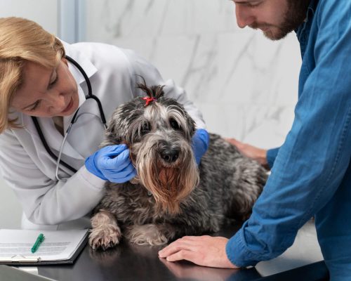 Como a clínica veterinária decide se um caso é grave, clínica veterinária 24h