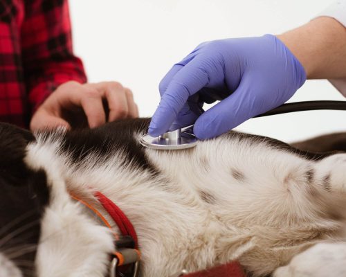 Veterinário 24h: quais casos são considerados urgência? clínica veterinária 24h