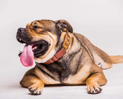 Meu cachorro está babando muito: o que pode ser? clínica veterinária 24h