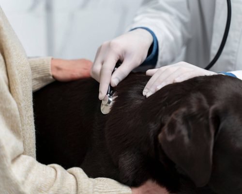 Como especialistas evitam que pequenos sintomas virem emergências, clínica veterinária 24h