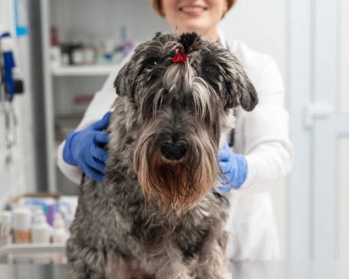 Como funciona o internamento em hospital veterinário? clínica veterinária 24h