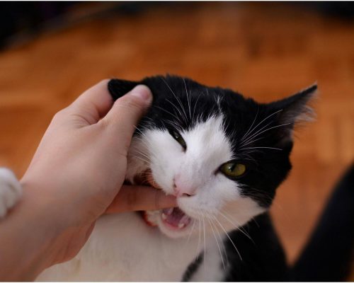 Por que meu gato me morde quando faço carinho? clínica veterinária 24h