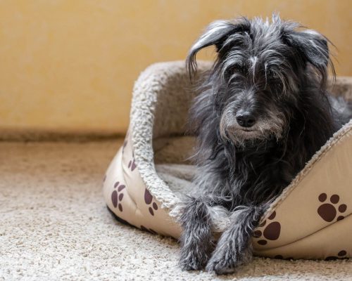 Cachorro idoso tremendo: devo me preocupar? clínica veterinária 24h