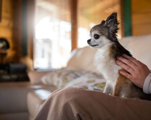 O que fazer se meu cachorro tiver um ataque de ansiedade? clínica veterinária 24h