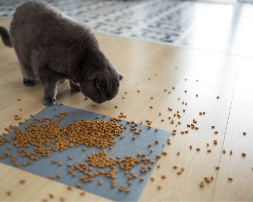 Por que meu gato está vomitando ração seca? clínica veterinária 24h