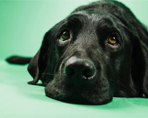 Meu pet tem medo de barulho: como ajudá-lo? clínica veterinária 24h