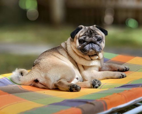 Como saber se meu cachorro está obeso? clínica veterinária 24h