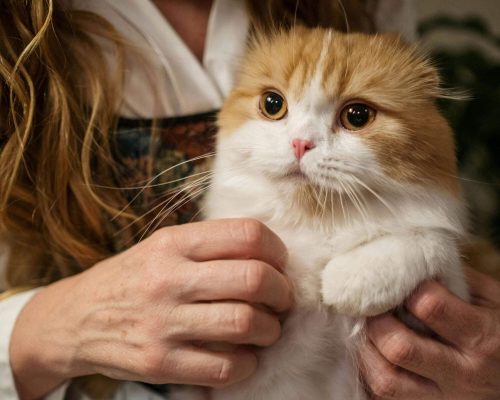 Como saber se o gato está com dor? clínica veterinária 24h