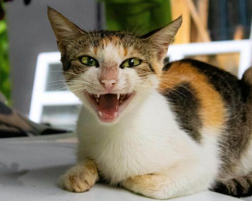 Meu gato mia demais: pode ser estresse? clínica veterinária 24h