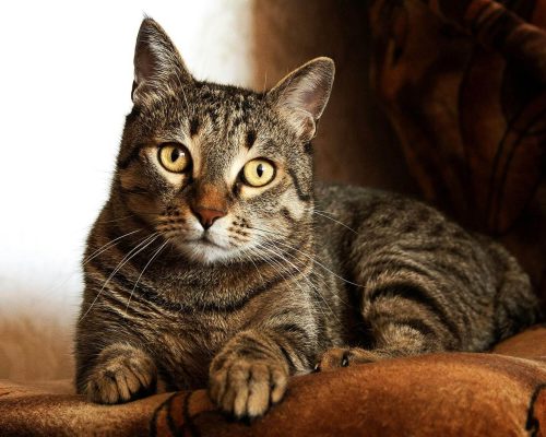 Meu gato parou de usar a caixa de areia: por quê? clínica veterinária 24h