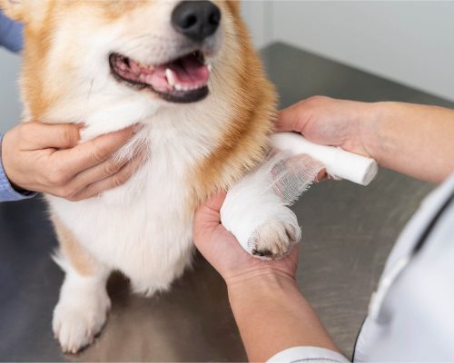 Ferimentos profundos: o que fazer imediatamente, clínica veterinária 24h
