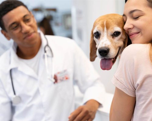 Histórias de pets que chegaram sem esperança e venceram, clínica veterinária 24h