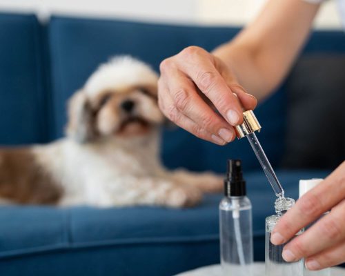 Qual o risco da automedicação em pets com doenças hormonais? clínica veterinária 24h
