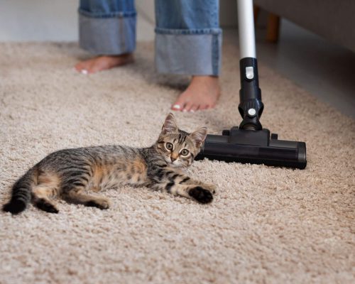 Como evitar pulgas dentro de casa? clínica veterinária 24h
