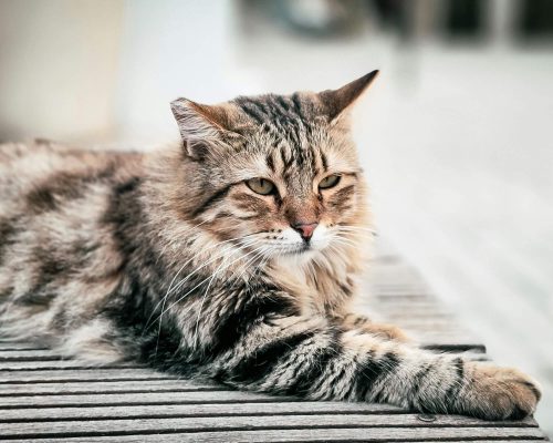Quais doenças mais comuns afetam gatos idosos? clínica veterinária 24h
