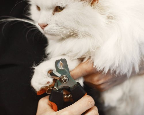 Meu gato não deixa cortar as unhas: como proceder? clínica veterinária 24h