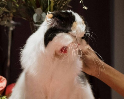 Meu pet está espirrando muito: pode ser gripe? clínica veterinária 24h