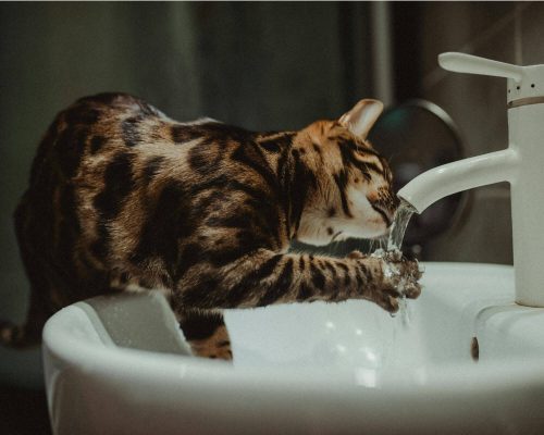 Como saber se o gato está com problema renal? clínica veterinária 24h