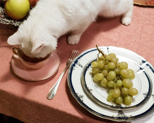 O que fazer se o pet comer algo tóxico? clínica veterinária 24h