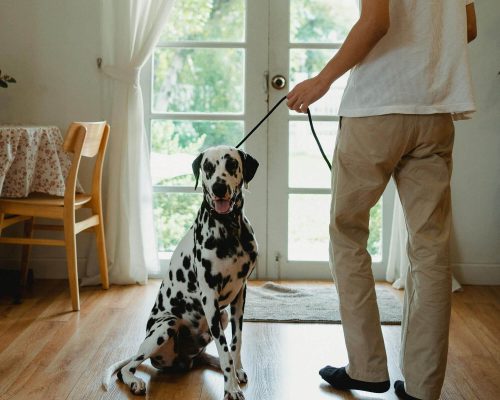Por que meu pet não gosta de passear? clínica veterinária 24h