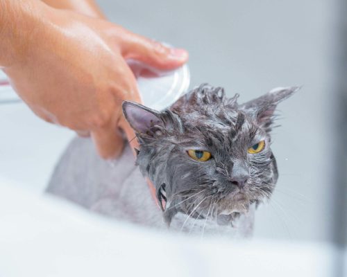Posso dar banho no meu gato em casa? clínica veterinária 24h