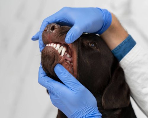 Como saber se meu pet precisa de dentista veterinário, clínica veterinária 24h