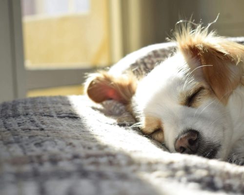 Meu cachorro dorme o dia inteiro: devo me preocupar? clínica veterinária 24h