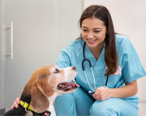Como saber se uma clínica tem bons veterinários? clínica veterinária 24h
