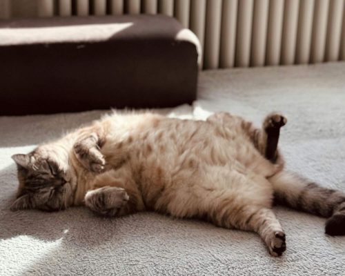 Como saber se meu gato está obeso? clínica veterinária 24h