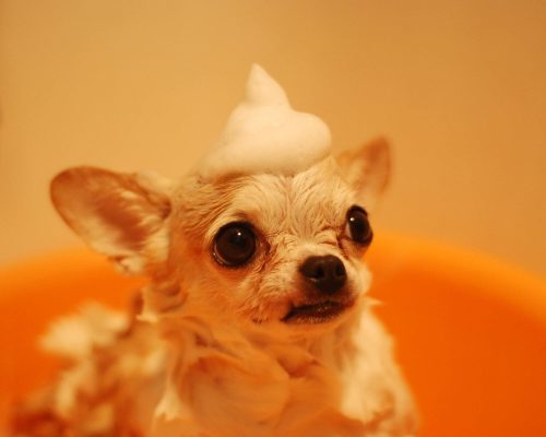 Posso dar banho no meu pet em casa com qualquer shampoo? clínica veterinária 24h
