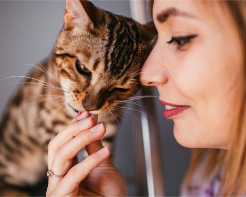 Por que meu gato lambe o tutor? clínica veterinária 24h
