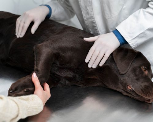 Desmaio no pet: o que pode causar e como agir, clínica veterinária 24h