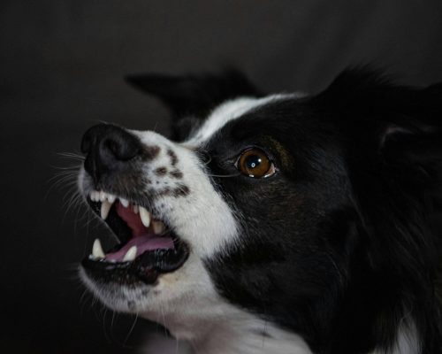 Como saber se meu pet tem dor nos dentes? clínica veterinária 24h