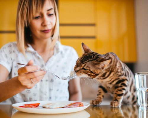 Quais alimentos são proibidos para gatos? clínica veterinária 24h