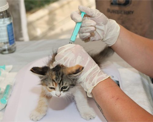 Qual a diferença entre vacina anual e vacina múltipla? clínica veterinária 24h