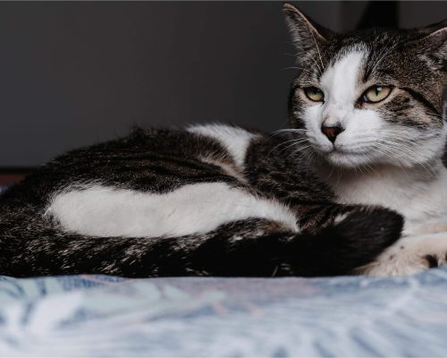 Meu gato está perdendo muito pelo: é preocupante? clínica veterinária 24h