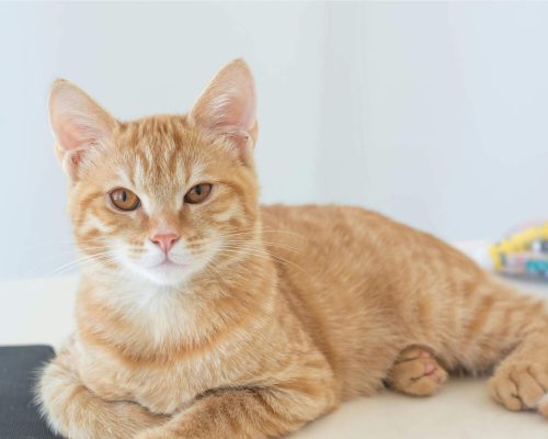 Gato diabético pode viver muitos anos? clínica veterinária 24h