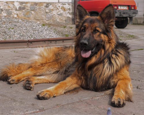 Quando castrar um cachorro de grande porte? clínica veterinária 24h