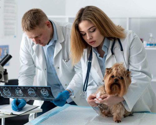 Bastidores do hospital veterinário: o que os tutores nunca veem, clínica veterinária 24h