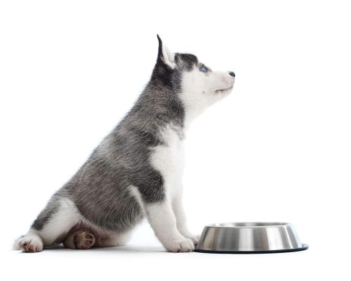 Meu cachorro não quer beber água: o que fazer? clínica veterinária 24h