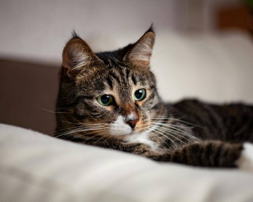 Como identificar gripe felina? clínica veterinária 24h