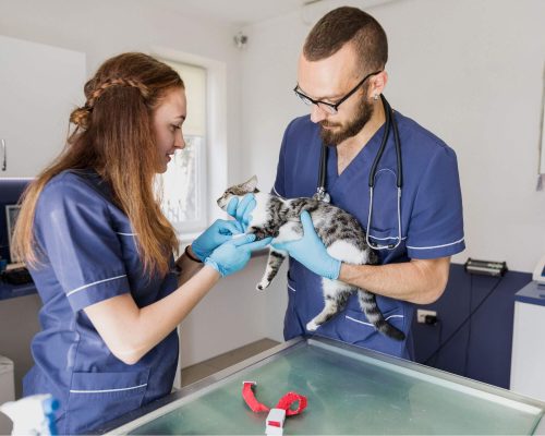 Quais sintomas indicam que meu pet precisa de atendimento urgente? clínica veterinária 24h